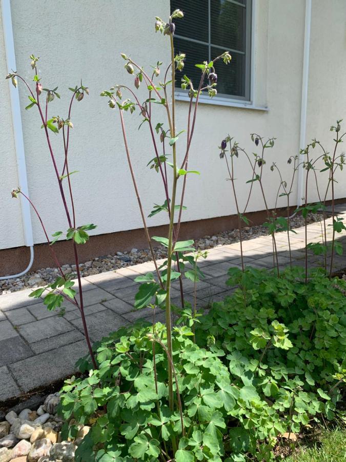 Studiovy Apartman V Zahrade Police nad Metují Exterior foto