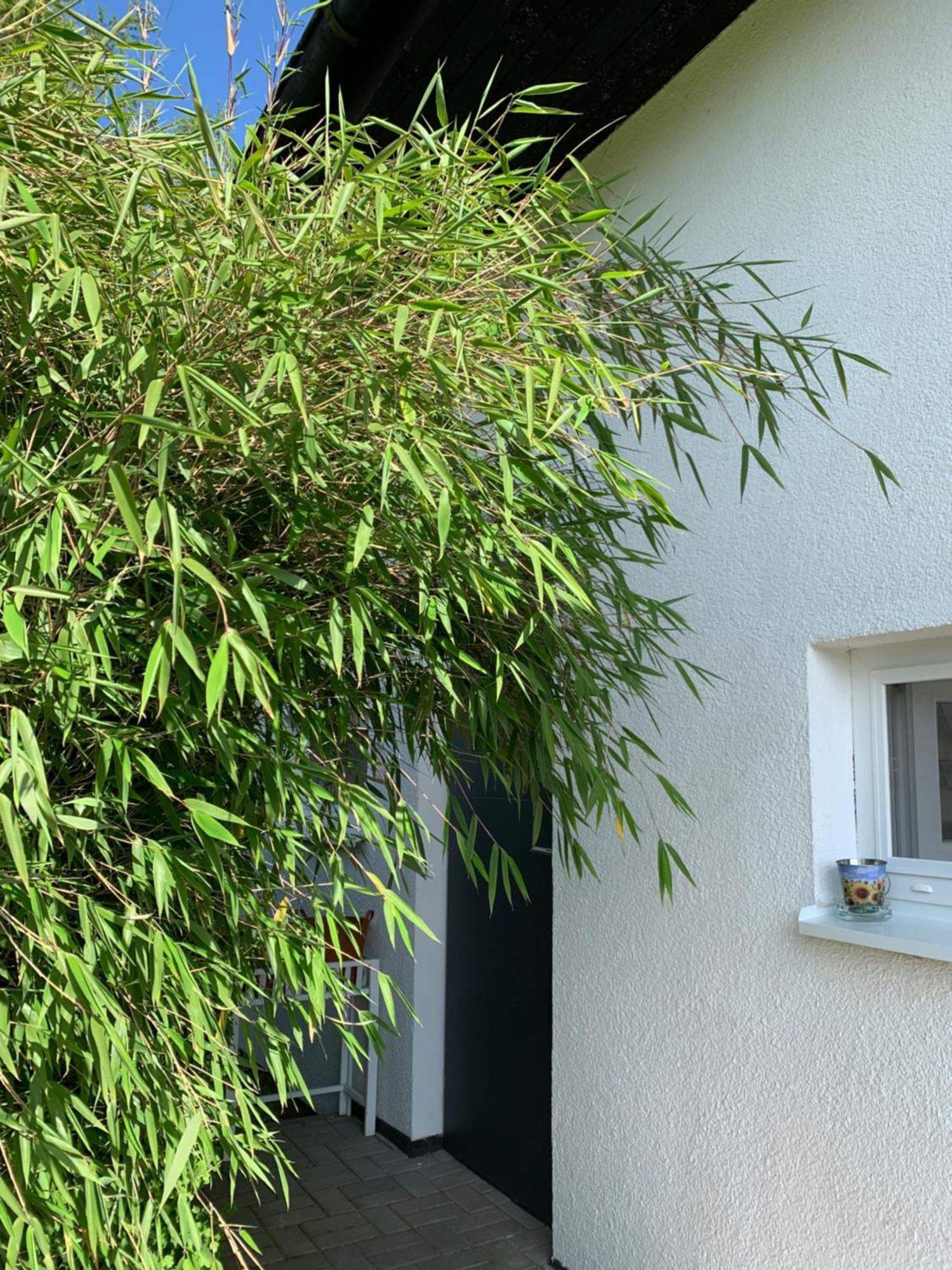 Studiovy Apartman V Zahrade Police nad Metují Exterior foto